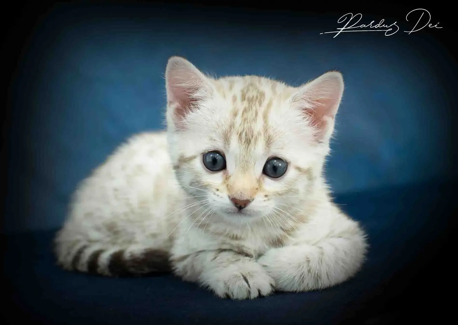 chaton bengal